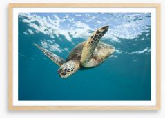 Turtle dive