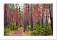 Forests Art Print 206771134