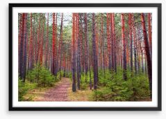 Forests Framed Art Print 206771134