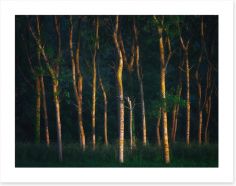 Forests Art Print 207010910