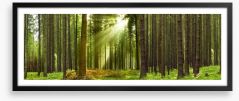 Sunlight forest panorama Framed Art Print 20719584