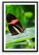 Insects Framed Art Print 208727276