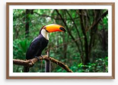 Toucan tropics Framed Art Print 209145965