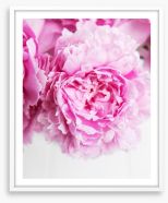 Pink peony petals 2 Framed Art Print 209425854