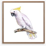 The white cockatoo Framed Art Print 210203954
