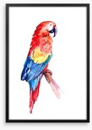 Paradise parrot perch Framed Art Print 211432148