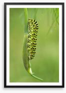 Insects Framed Art Print 211752903