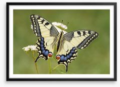 Insects Framed Art Print 211753068