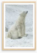 Polar bear stretch Framed Art Print 211760486