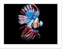 Fish / Aquatic Art Print 211771005