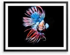 Fish / Aquatic Framed Art Print 211771005