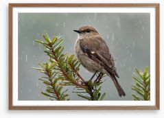 Dusky robin rain Framed Art Print 211926585