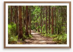 Karri forest trail Framed Art Print 213455917