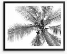 Coconut canopy Framed Art Print 213853524