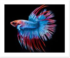 Fish / Aquatic Art Print 216071450