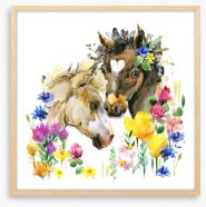 Wildflower foals