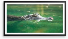 Reptiles / Amphibian Framed Art Print 218197117