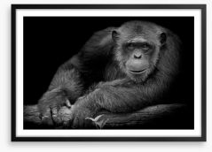 Chimpanzee smile Framed Art Print 218646946