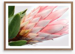 Up close and protea Framed Art Print 218884870