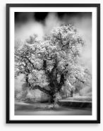 Majestic oak tree Framed Art Print 219125188