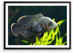 Fish / Aquatic Framed Art Print 219689885