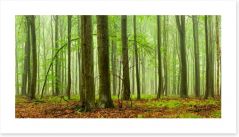 Forests Art Print 221284731