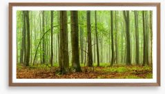 Forests Framed Art Print 221284731