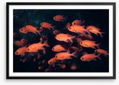 Fish / Aquatic Framed Art Print 221471024