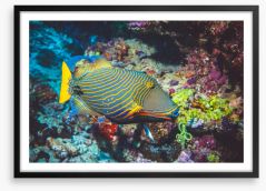 Fish / Aquatic Framed Art Print 221471337
