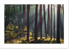 Forests Art Print 226104623