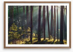 Forests Framed Art Print 226104623