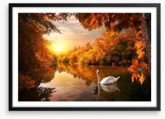 Swan into fall Framed Art Print 227515188
