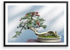 Bonsai berries Framed Art Print 228784856