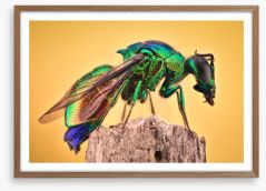 Insects Framed Art Print 231552768