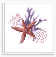 Starfish in the seaweed Framed Art Print 233105989