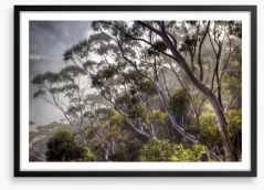 Eucalyptus light Framed Art Print 23507275