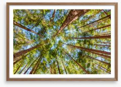 Forests Framed Art Print 235632142