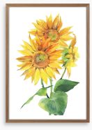 Sunflower trio Framed Art Print 240247471