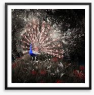 Peacock of the night Framed Art Print 240463047