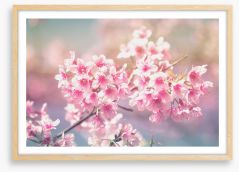 Sakura sunlight Framed Art Print 241426865