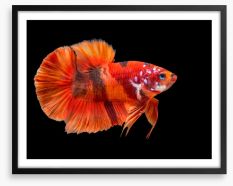 Fish / Aquatic Framed Art Print 242129015