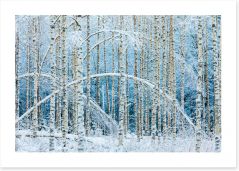 Forests Art Print 242694750