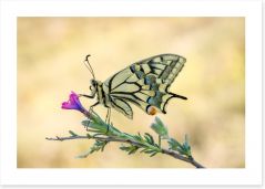 Butterflies Art Print 242856107