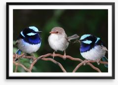 Blue fairy wren trio Framed Art Print 2428565