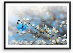Blue butterfly blossom Framed Art Print 245208217