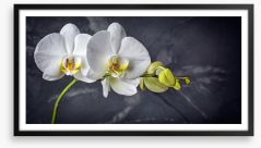 Two white orchids Framed Art Print 245883243