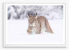 Lynx in the snow Framed Art Print 246437931