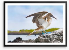 Blue-footed booby Framed Art Print 248561538