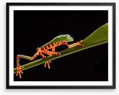 Reptiles / Amphibian Framed Art Print 250679800