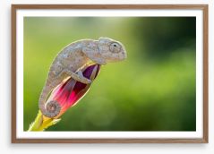 Reptiles / Amphibian Framed Art Print 252677462